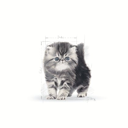 FBN - 2013 - GraphicCodes - Emblematic Cat Illustrations - PERS-KIT-FBN-ILLUSTR