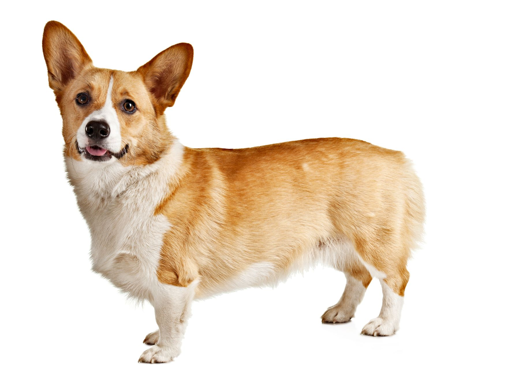 Royal canin clearance corgi