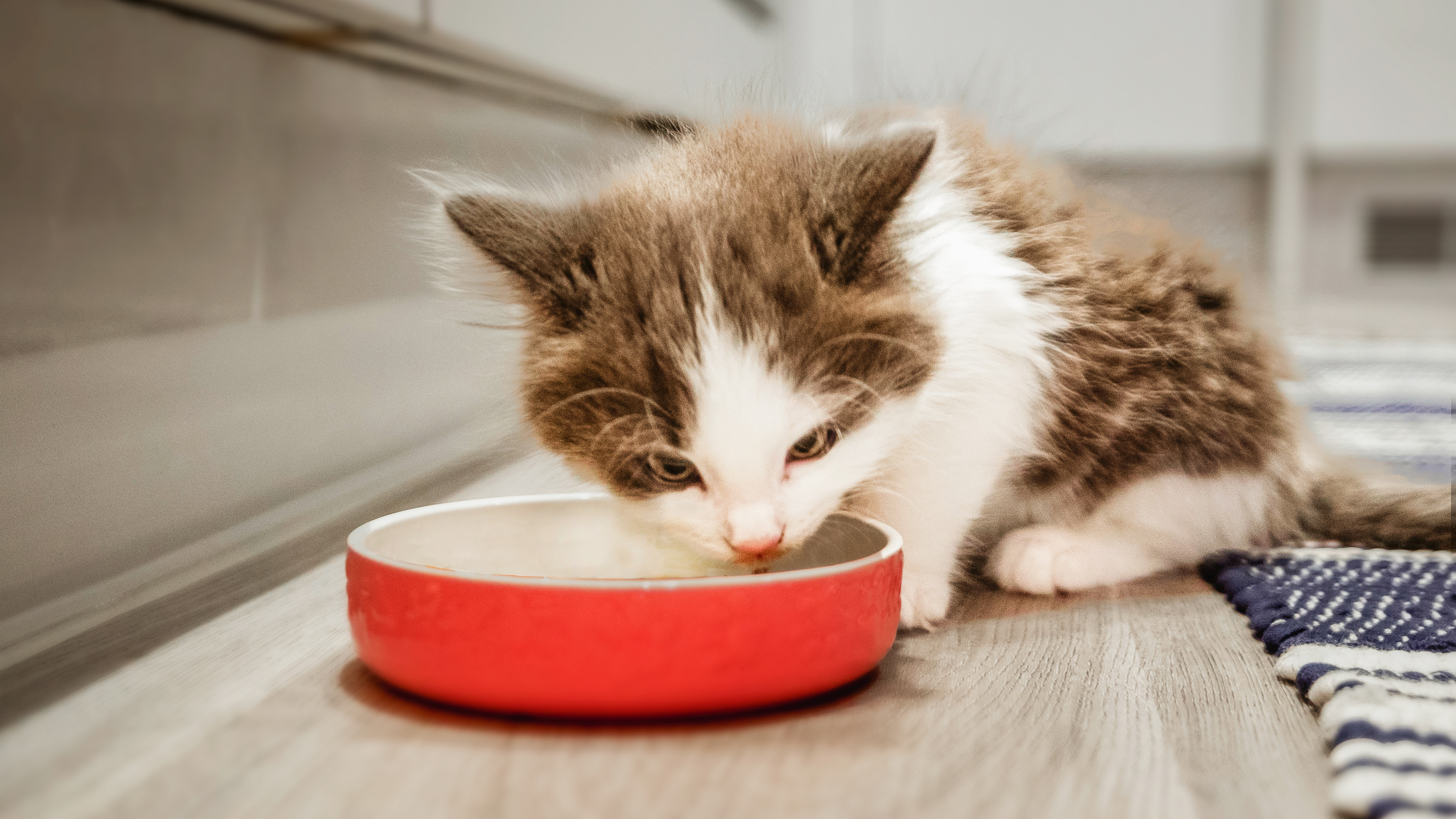 Brown and white kitten sitting in a kitchen eating from a red feeding bowl