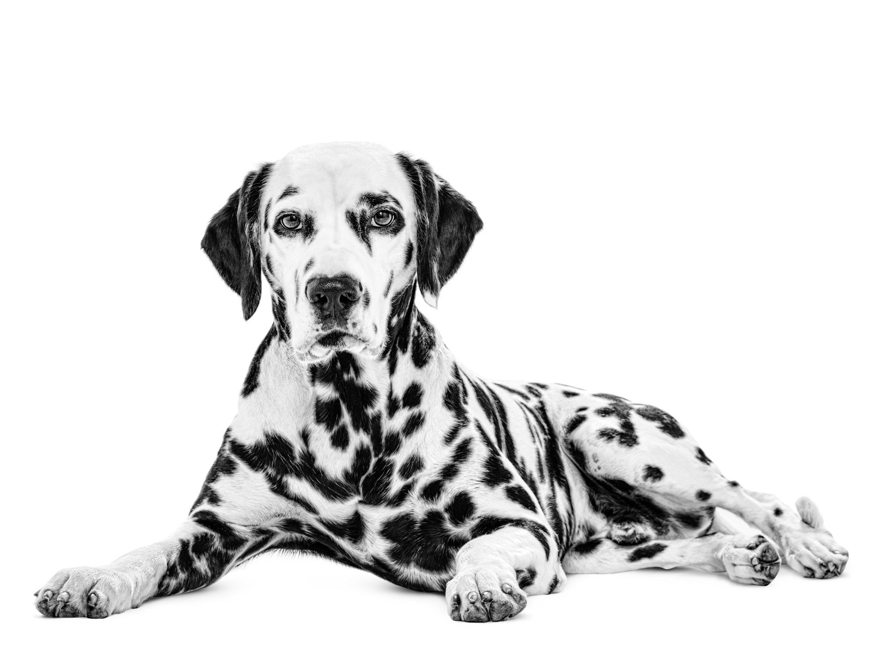 dalmatian adult black and white photo