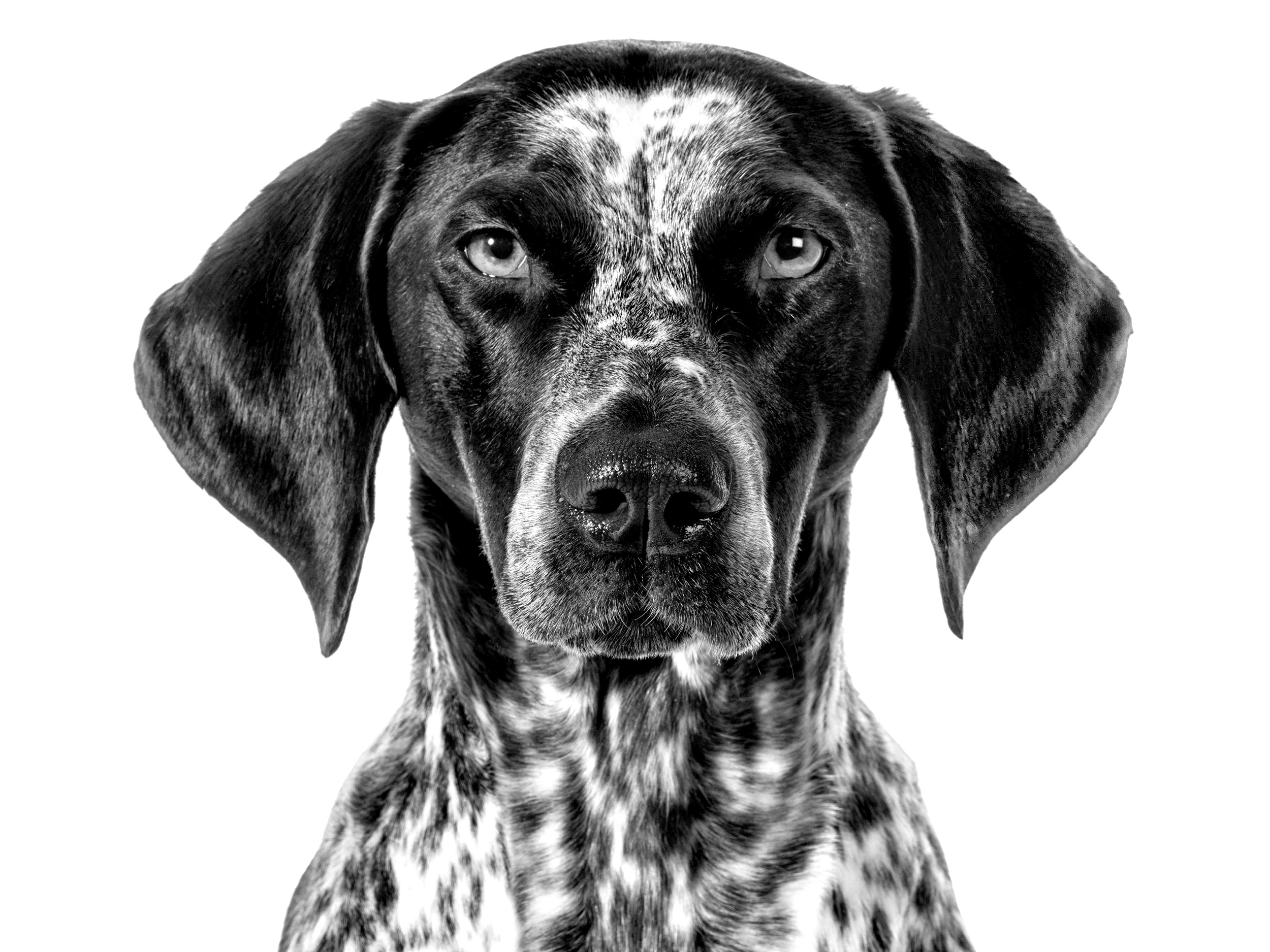 German Shorthaired Pointer Royal Canin