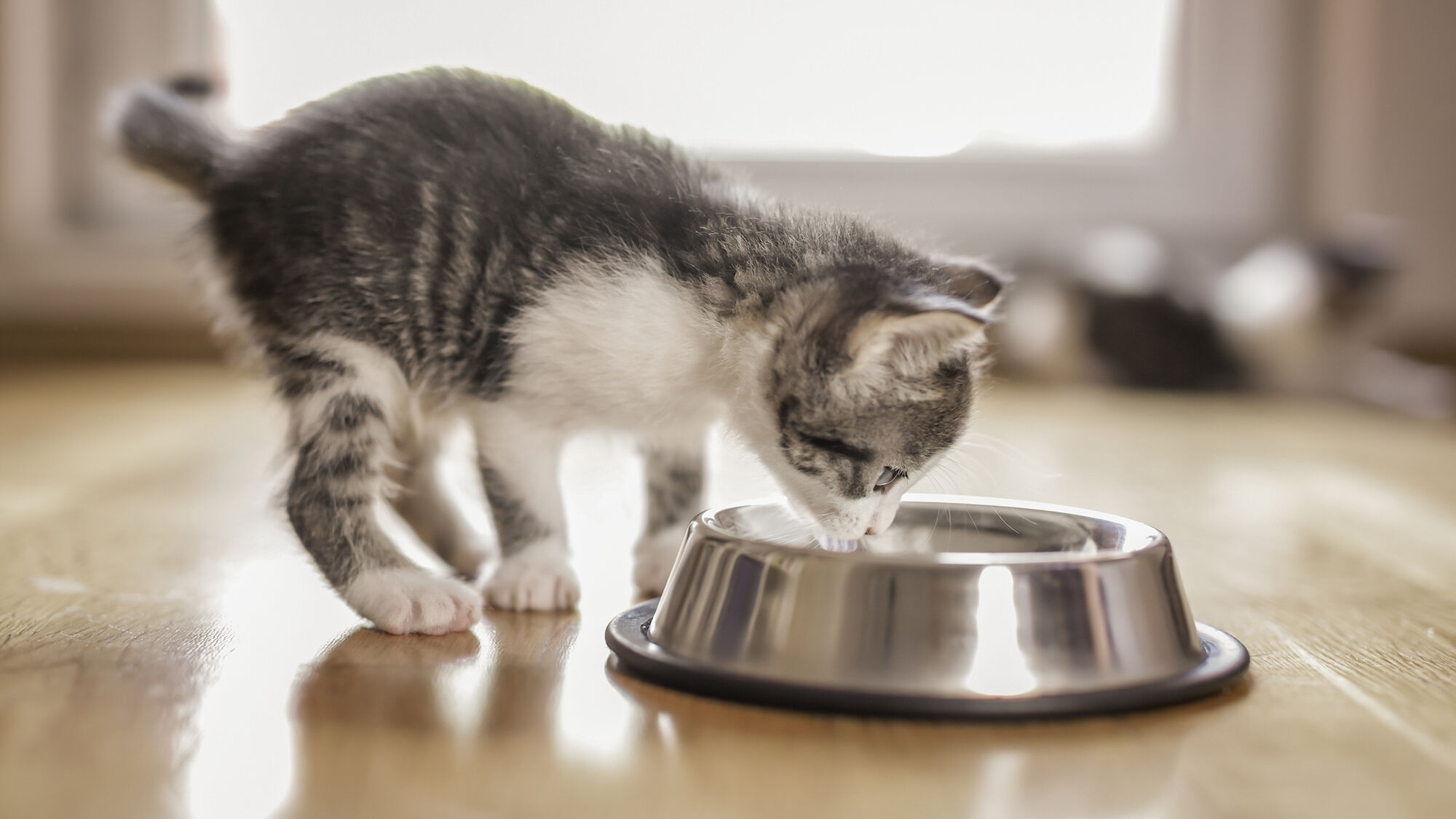 Small grey and white kitten eating from a stainless steel bowl indoors