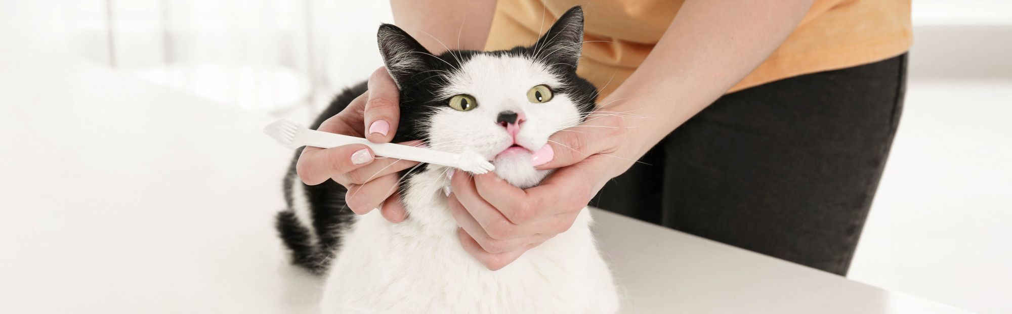 Brushing Your Cat s Teeth A Step By Step Guide Royal Canin CA