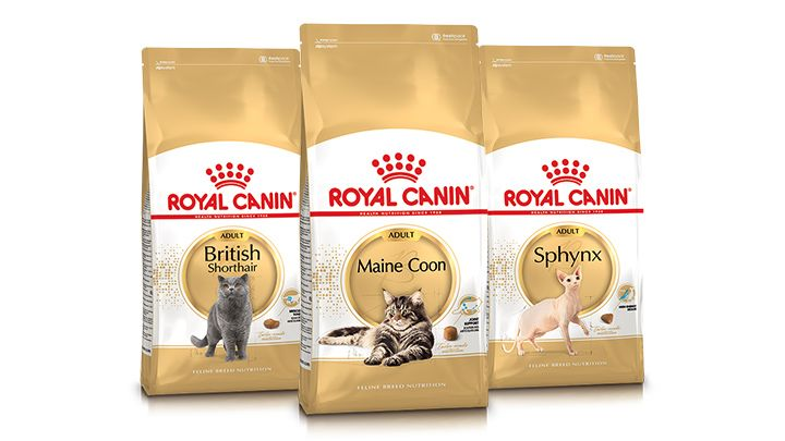 Maine Coon adult sitting in black and white on a white background