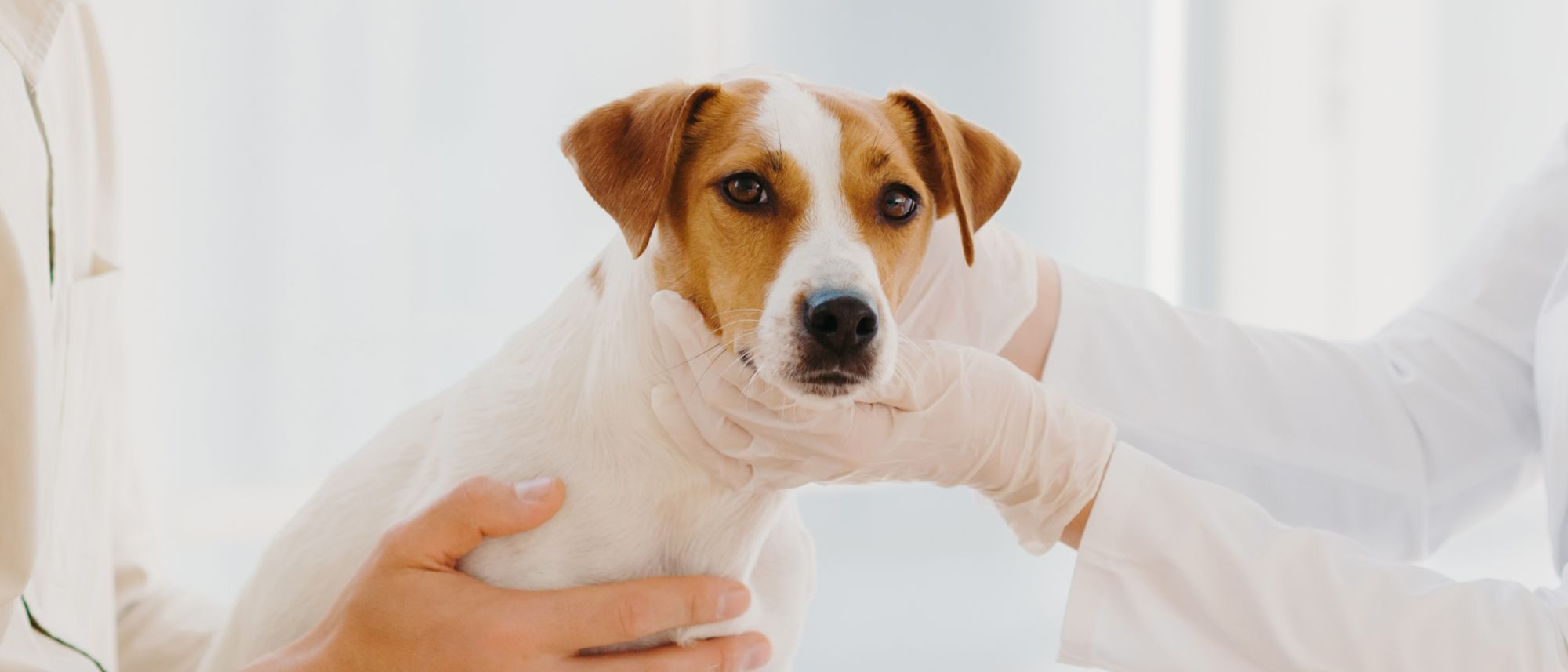 Brown and white Jack Russell being held by two people