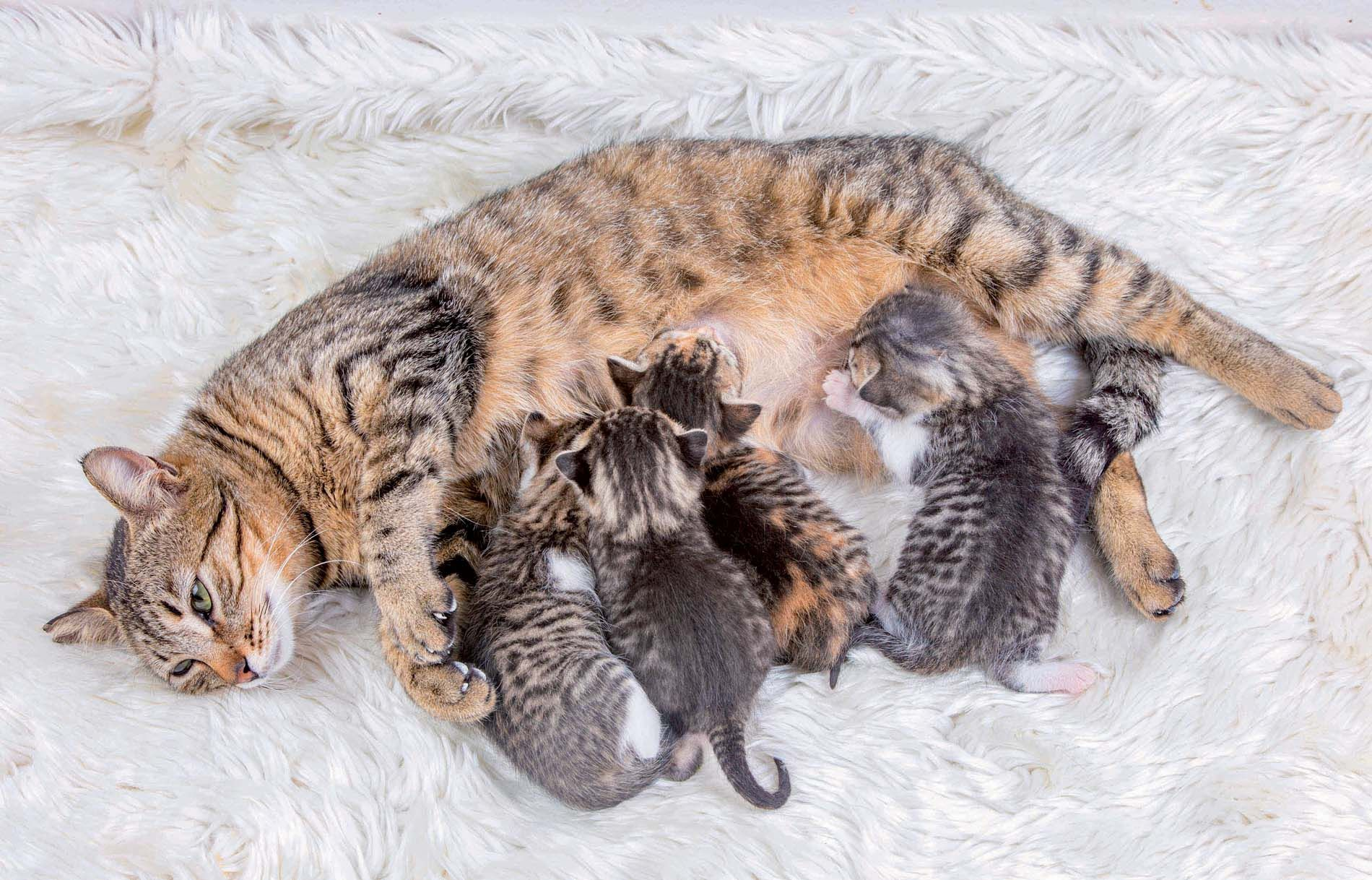 Los gatitos recién nacidos dependen totalmente de su madre para sobrevivir