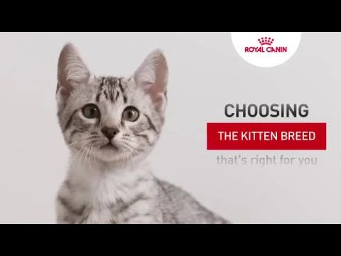 Kitten tutorial - Choosing the kitten breed that's right for you