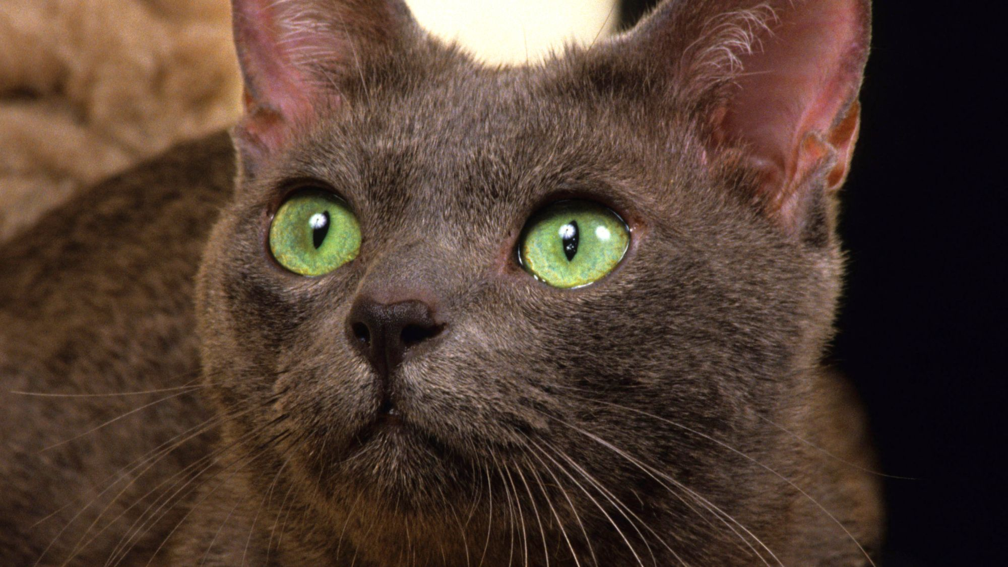 Een Korat kat die omhoog kijkt, met grote, groene ogen