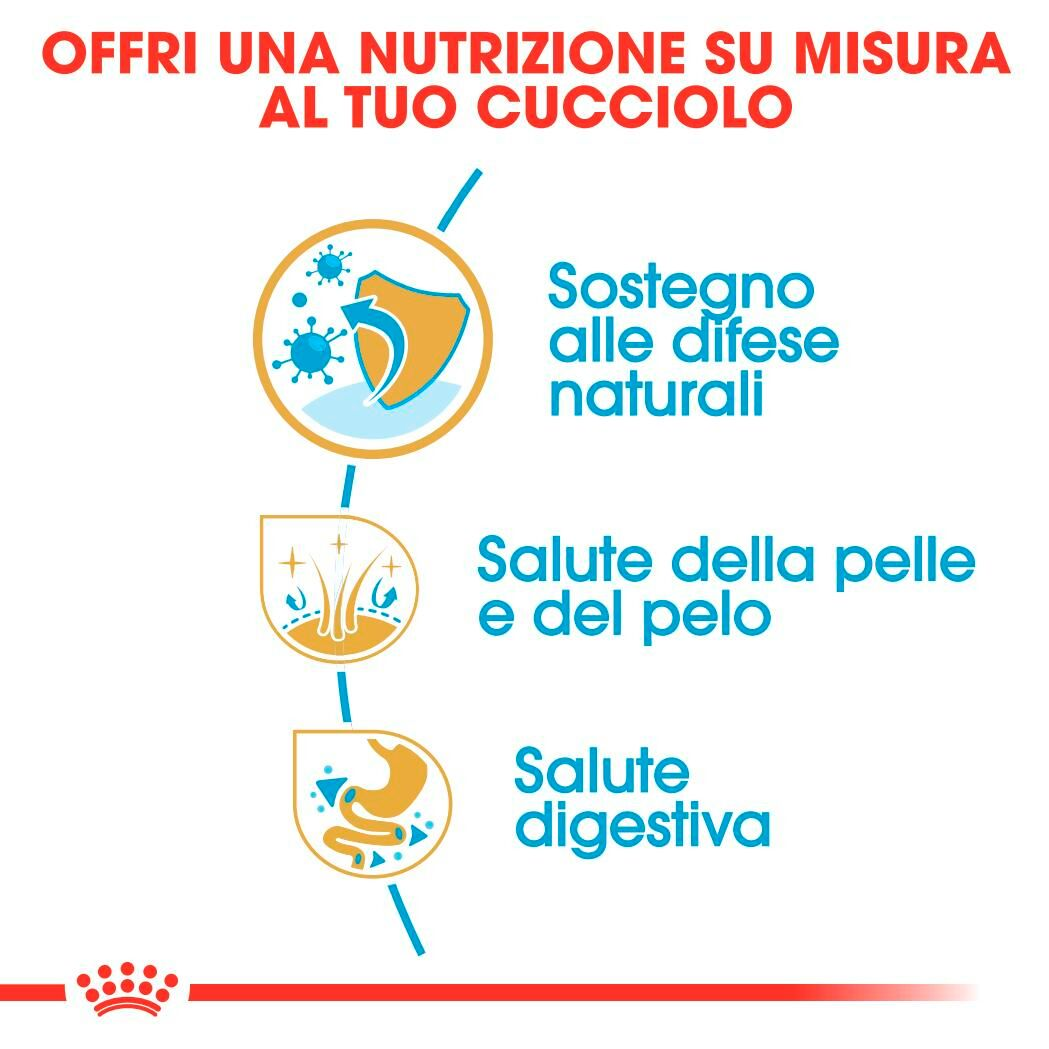 Golden Retriever Puppy