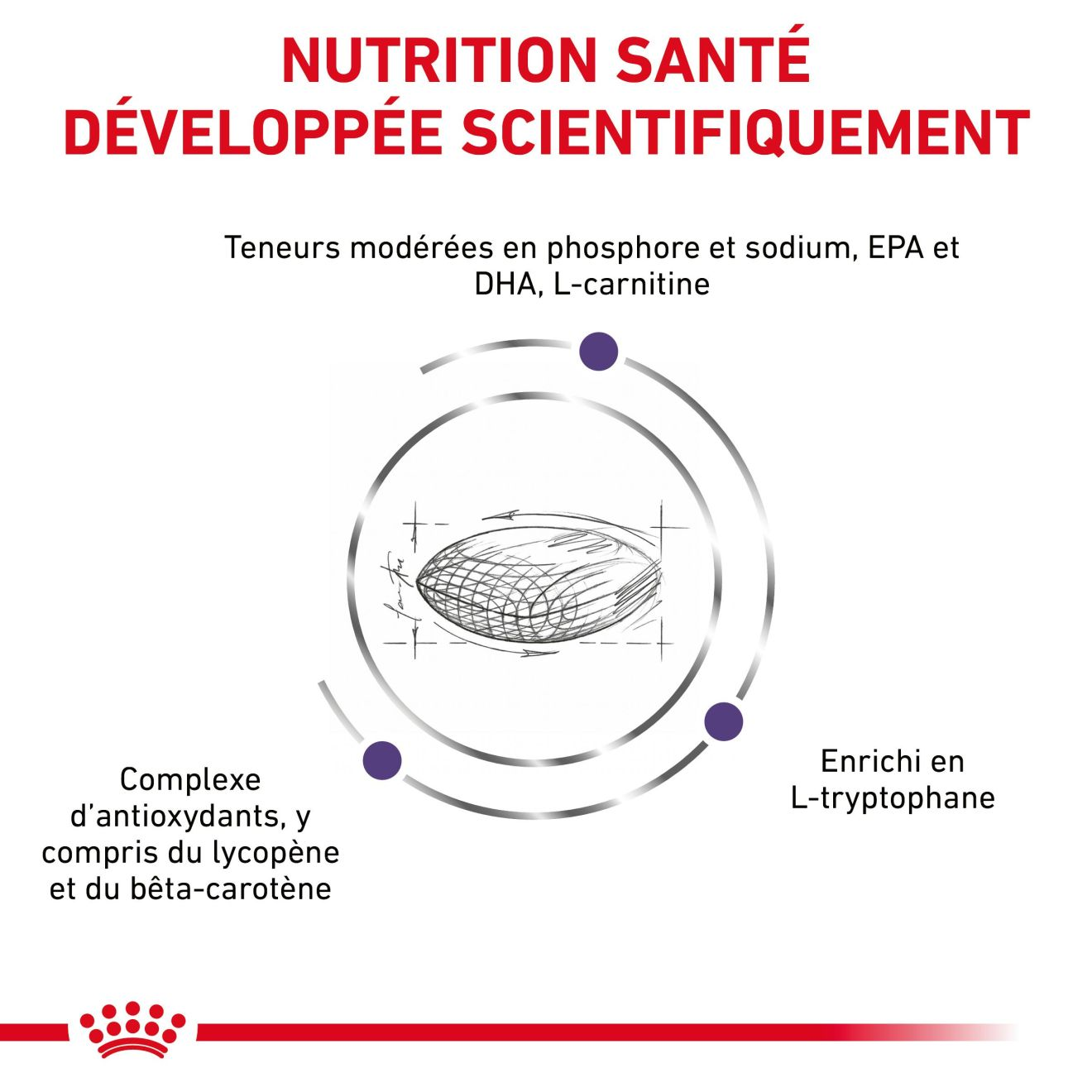 Mature Consult Small Dogs