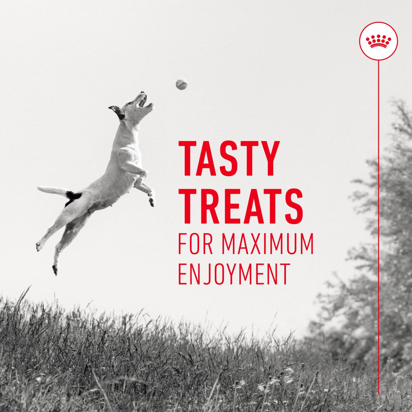 Royal Canin Dog Treats for Training