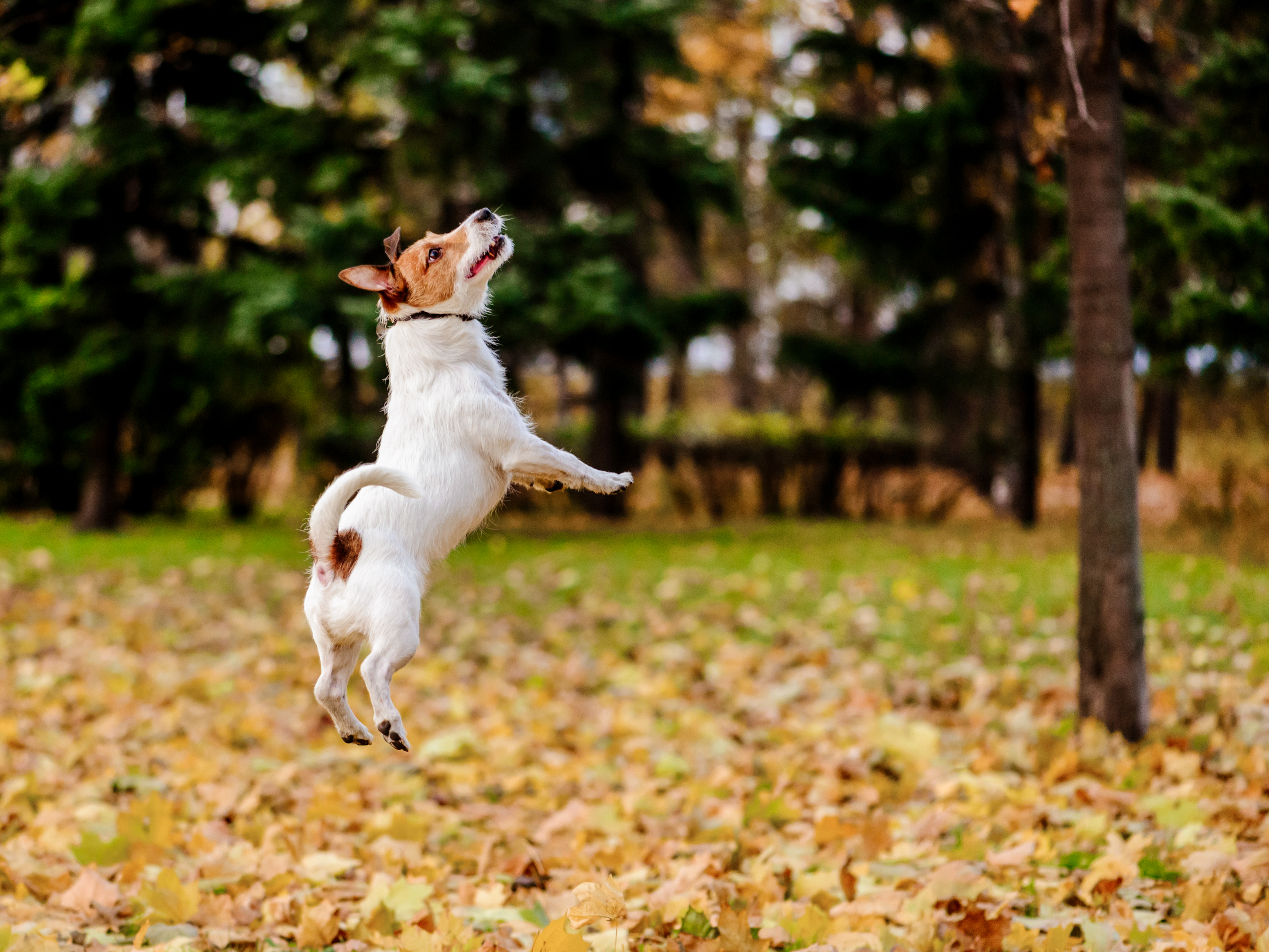 Jack Russell terrier saltando en un parque, rodeado de hojarasca