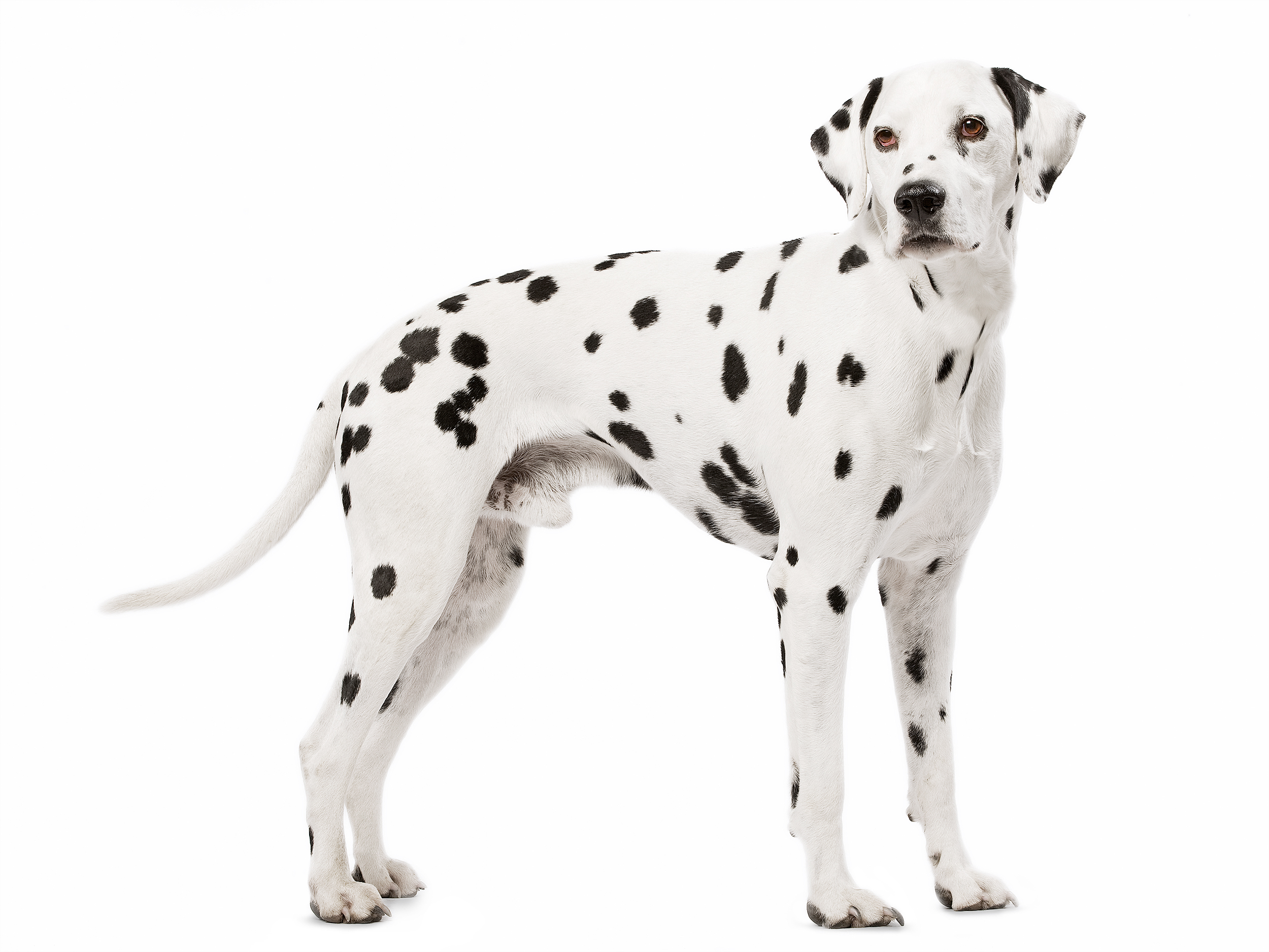 Dalmatian adult in black and white