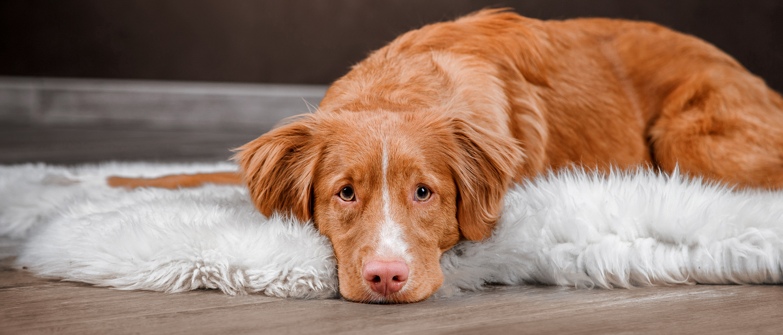 Adult Nova Scotia Duck Tolling Retriever lying down indoors on a rug.