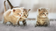 Kitten Development From Birth To Adulthood Royal Canin IN