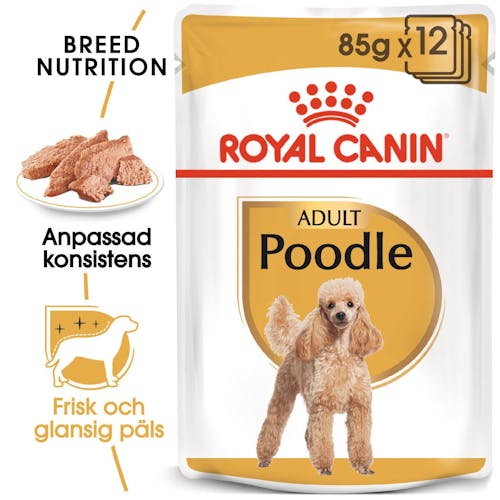 Poodle Adult wet