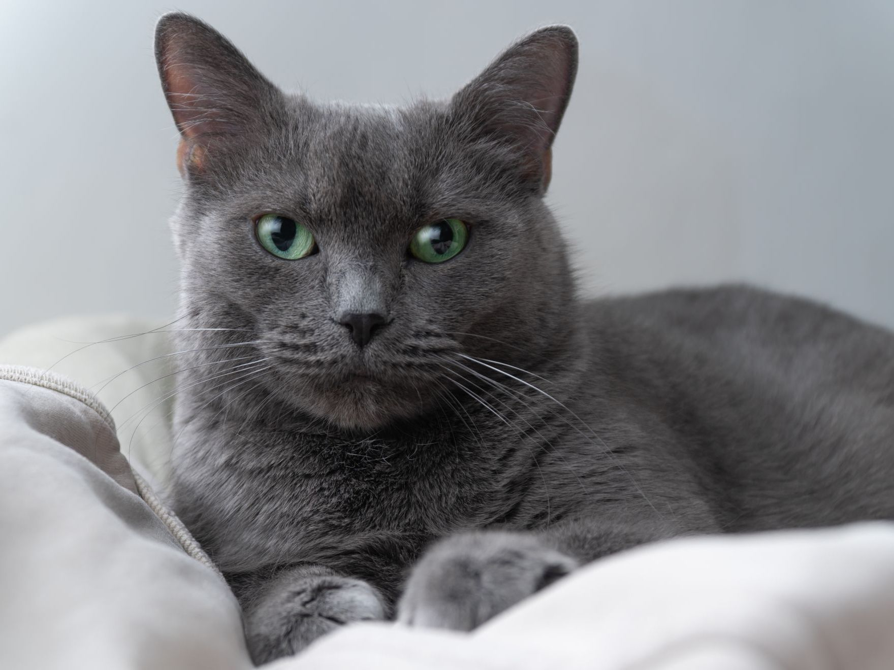 Chat bleu russe sur un chat blanc endormi
