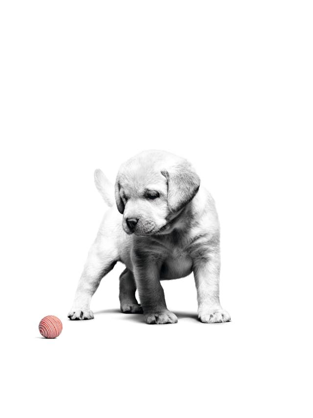  Labrador puppy black and white playing with red ball 