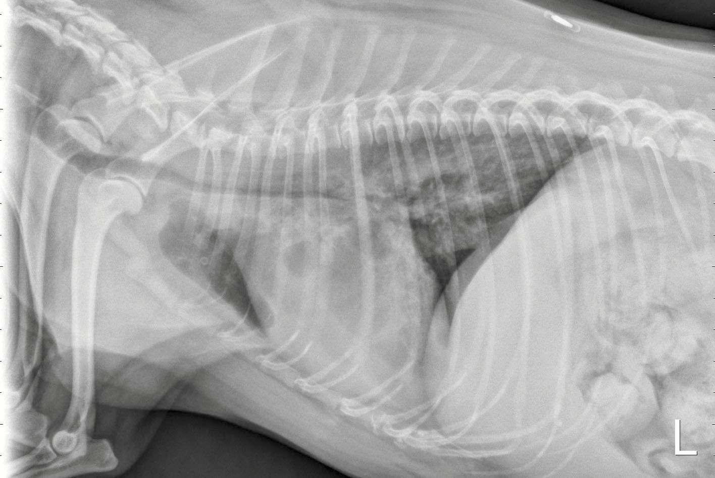 Figure 1. La radiographie thoracique latrale droite (a) est une vue inspiratoire qui montre la trache intrathoracique ouverte.