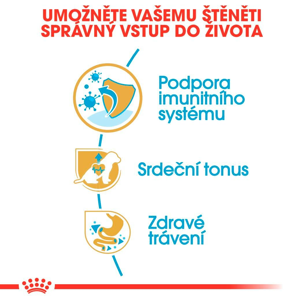 CAVALIER KING CHARLES Puppy