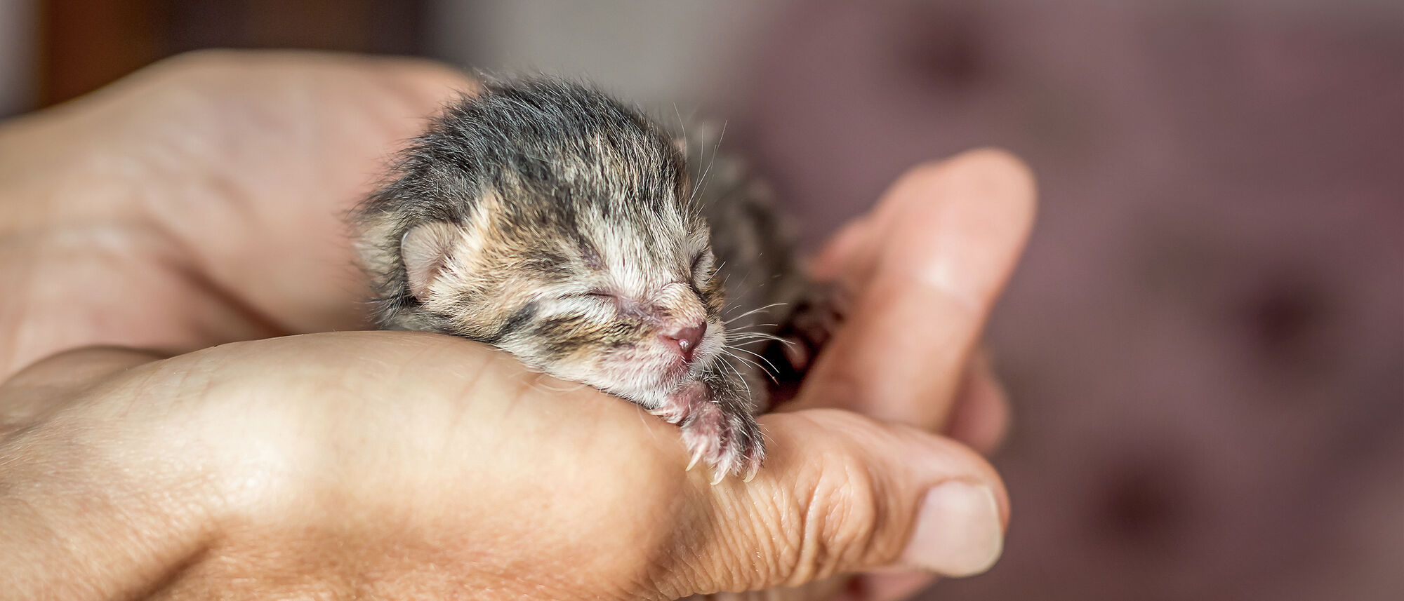 Newborn kitten being held by breeder