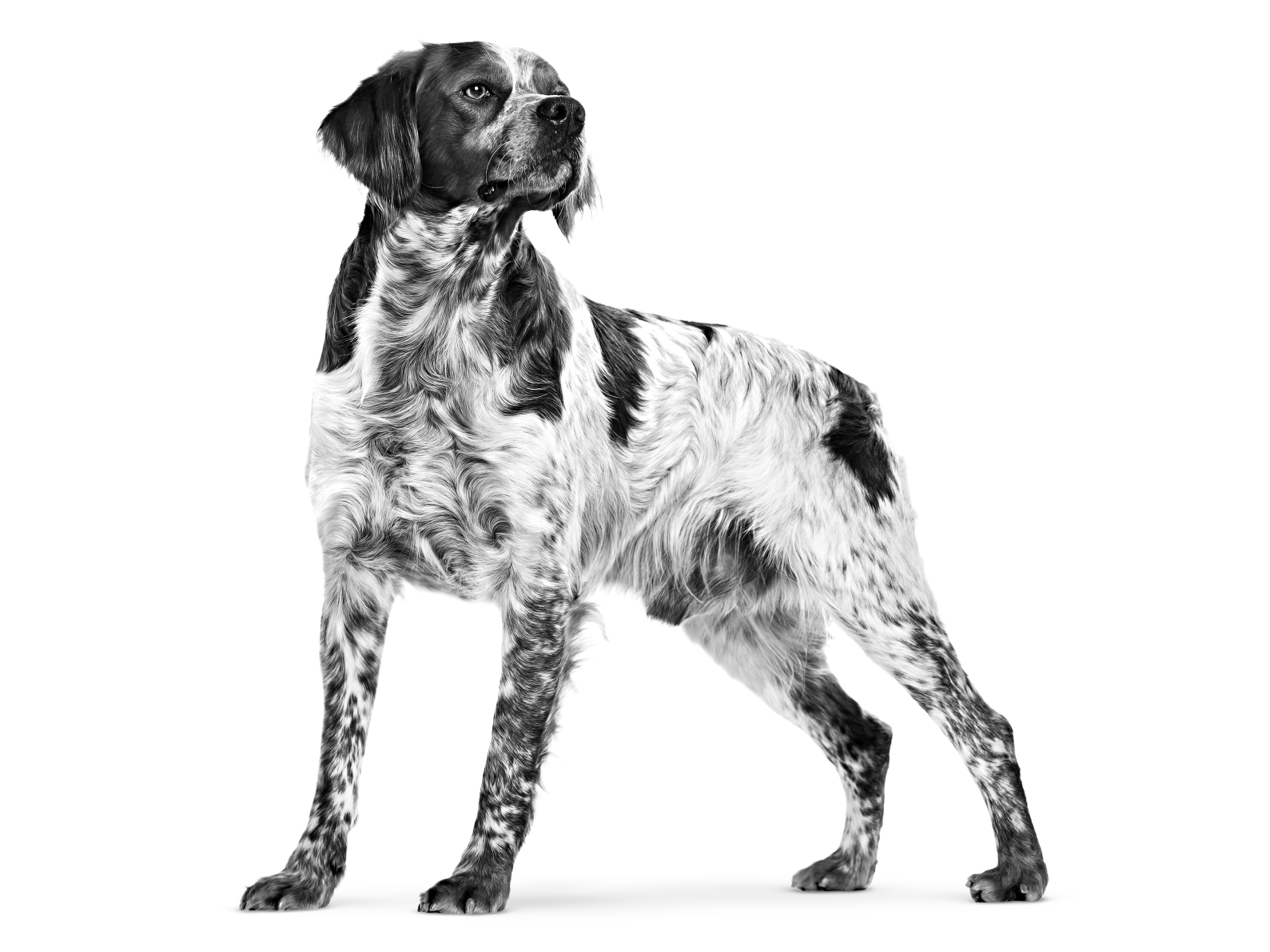 Retrato de perfil en blanco y negro de un perro de raza Spaniel bretón de pie