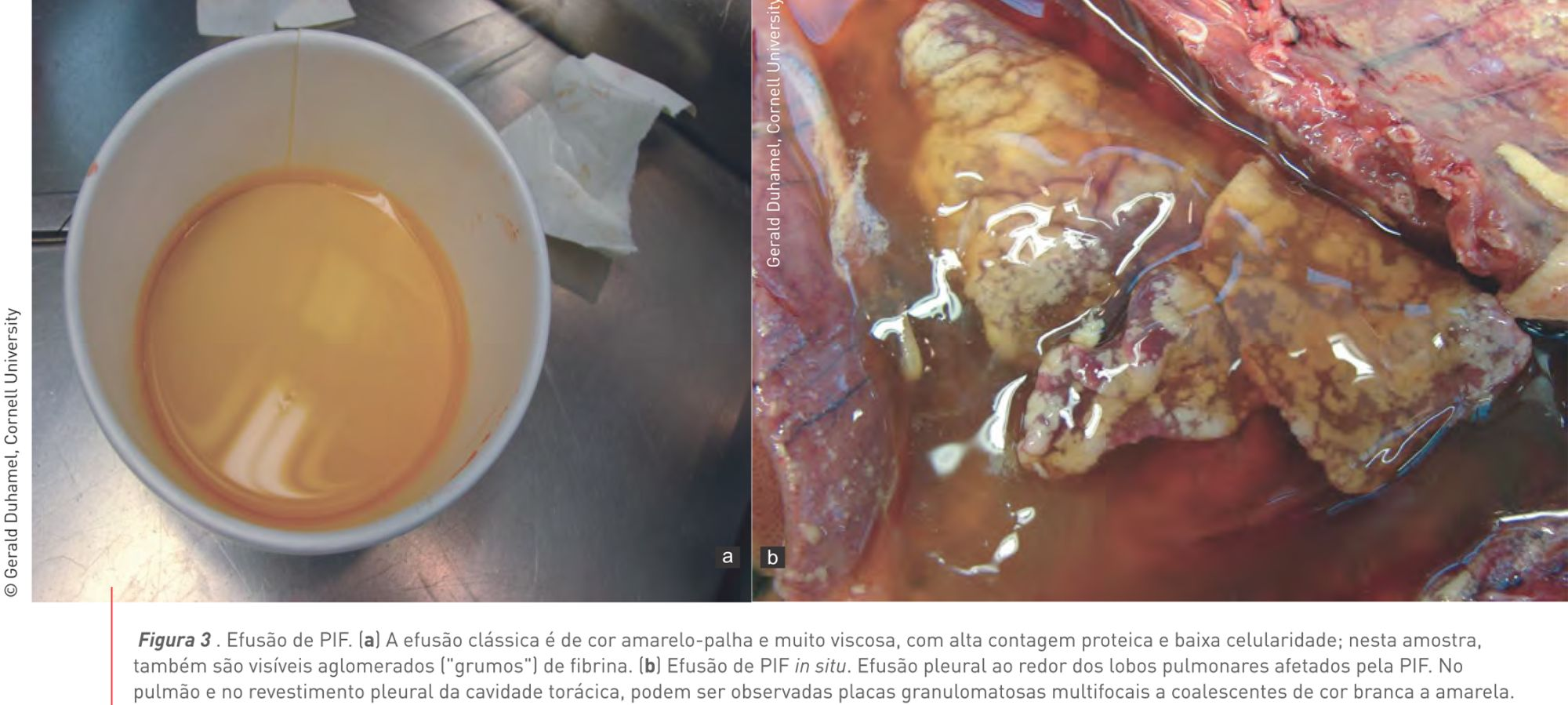 Figura 3. Efusão de PIF. (a) A efusão clássica da PIF é de cor amarelo-palha e muito viscosa, com alta contagem proteica e baixa celularidade; nesta amostra, também são visíveis aglomerados (“grumos”) de fibrina. (b) Efusão de PIF in situ. Efusão pleural ao redor dos lobos pulmonares afetados pela PIF. No pulmão e no revestimento pleural da cavidade torácica, podem ser observadas placas granulomatosas multifocais a coalescentes de cor branca a amarela.