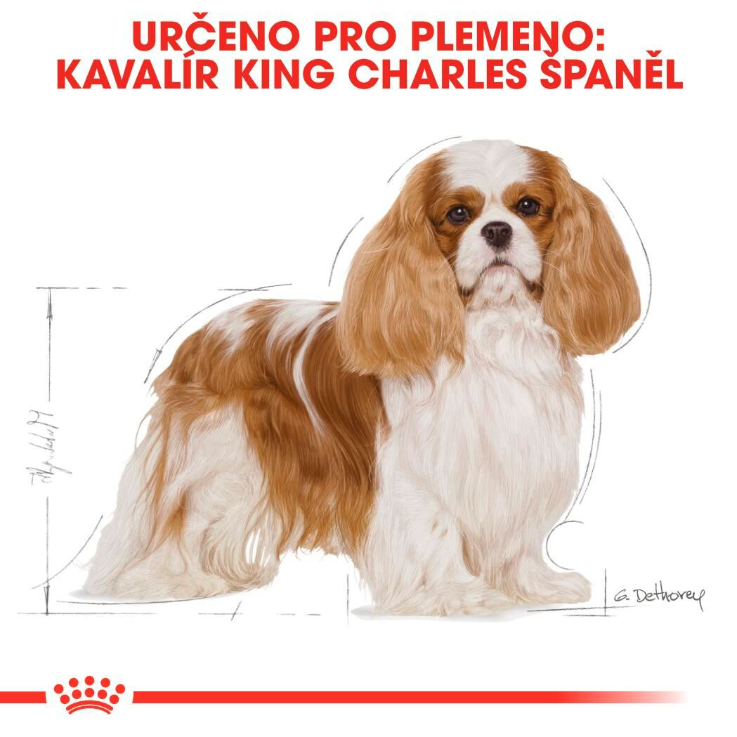 CAVALIER KING CHARLES Adult
