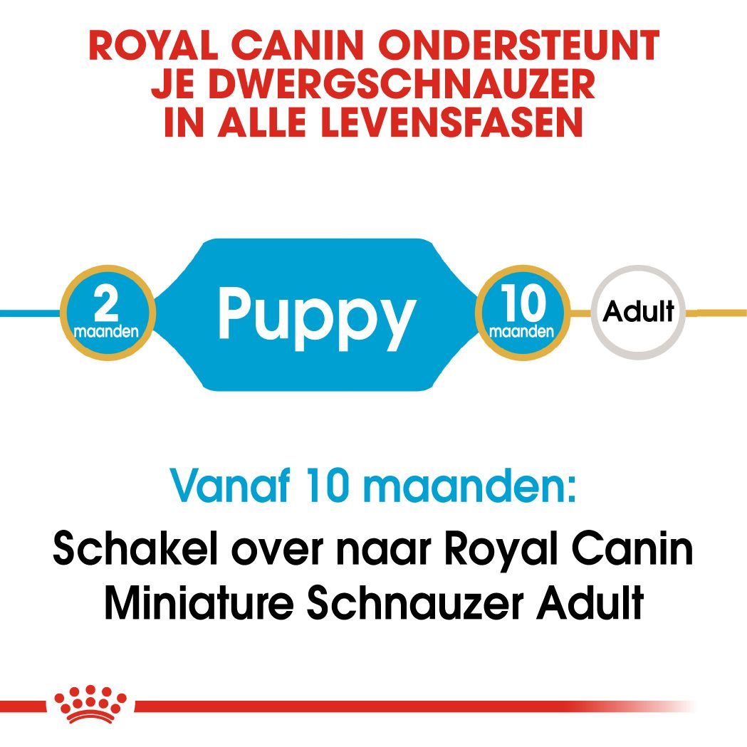 Miniature Schnauzer Puppy