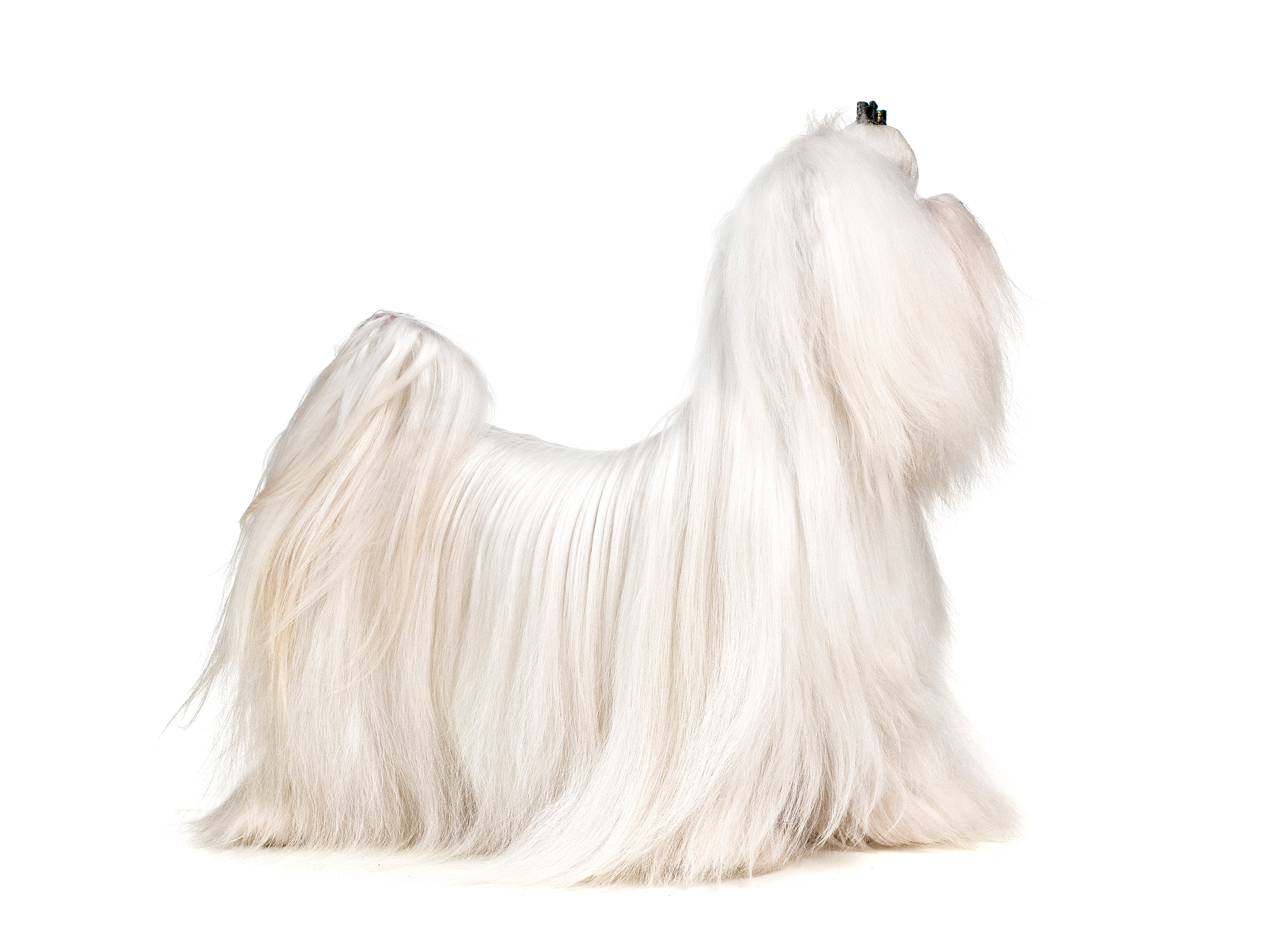 馬爾濟斯成犬站姿黑白照