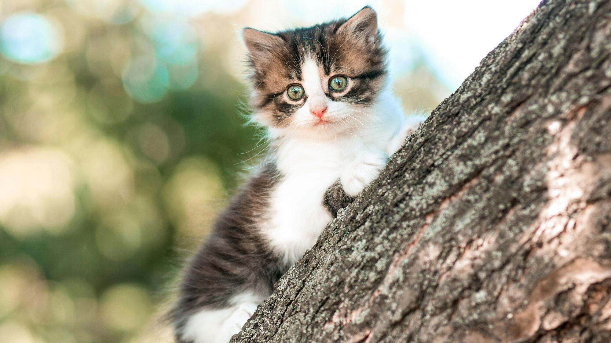 J'ai Trouvé Un Chaton Perdu. Que Faire ? - Royal Canin