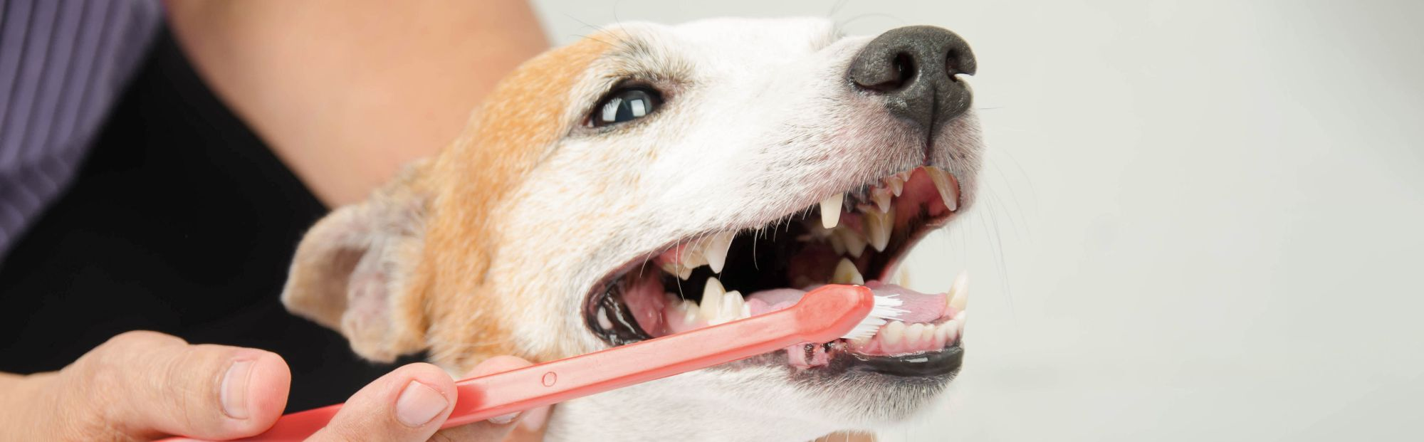 How to brush outlet dog's teeth without toothpaste