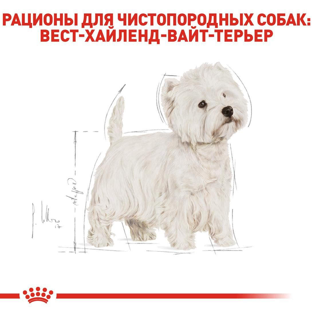 West Highland White Terrier Adult