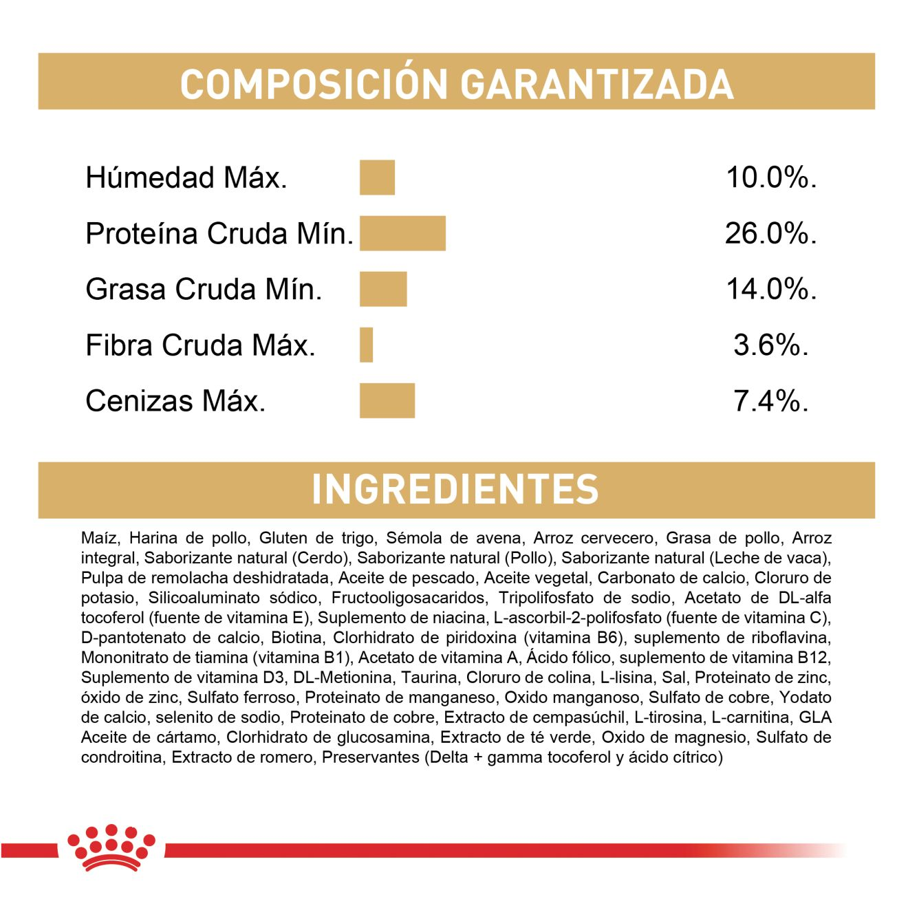 Chihuahua Adulto
