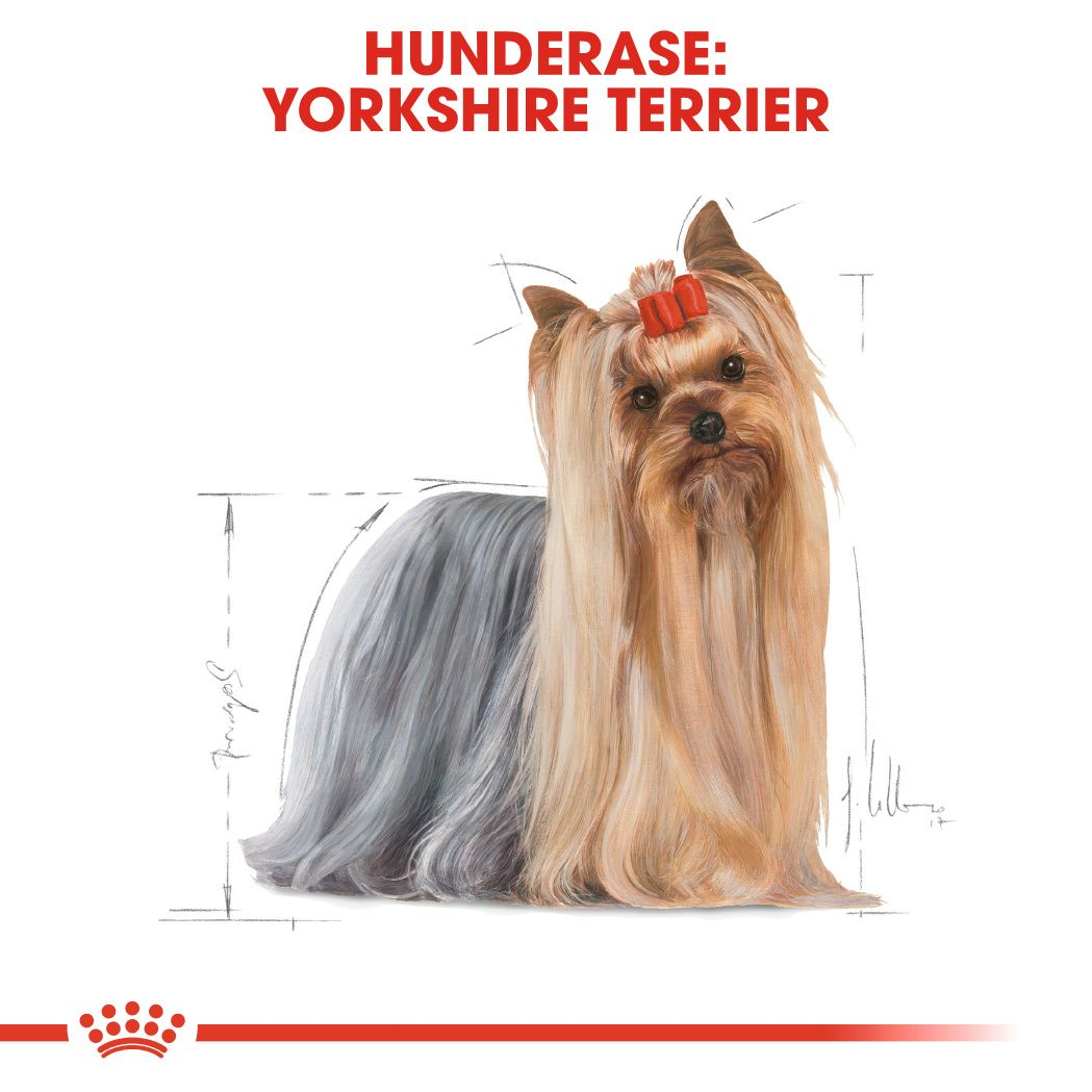 Yorkshire Terrier Adult Loaf