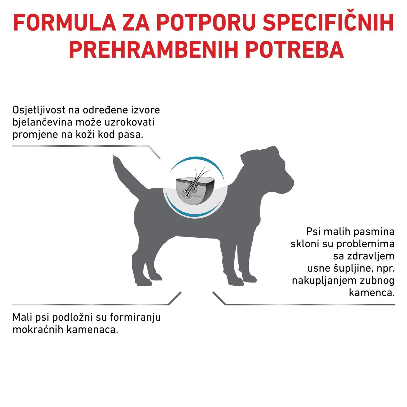 HYPOALLERGENIC SMALL DOG