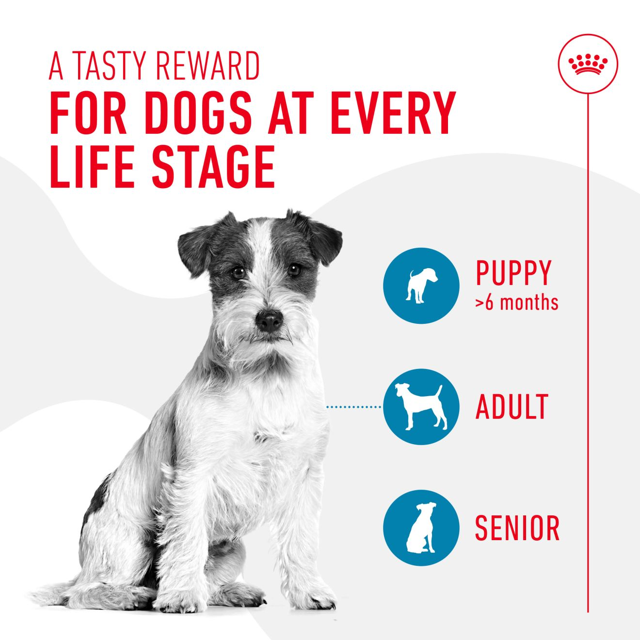 Royal Canin Dog Treats for Training