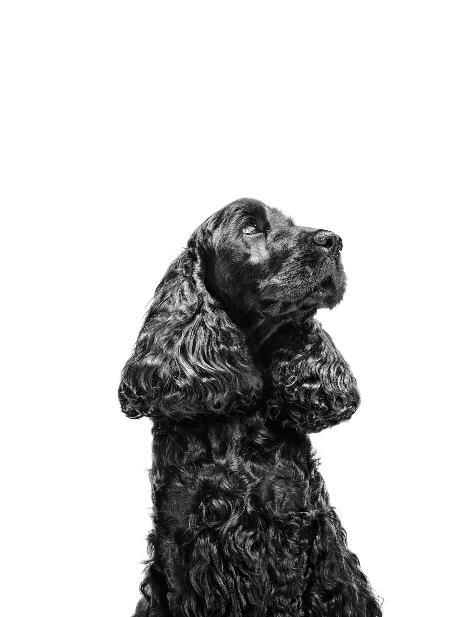 English Cocker Spaniel adult sitting in black and white on a white background