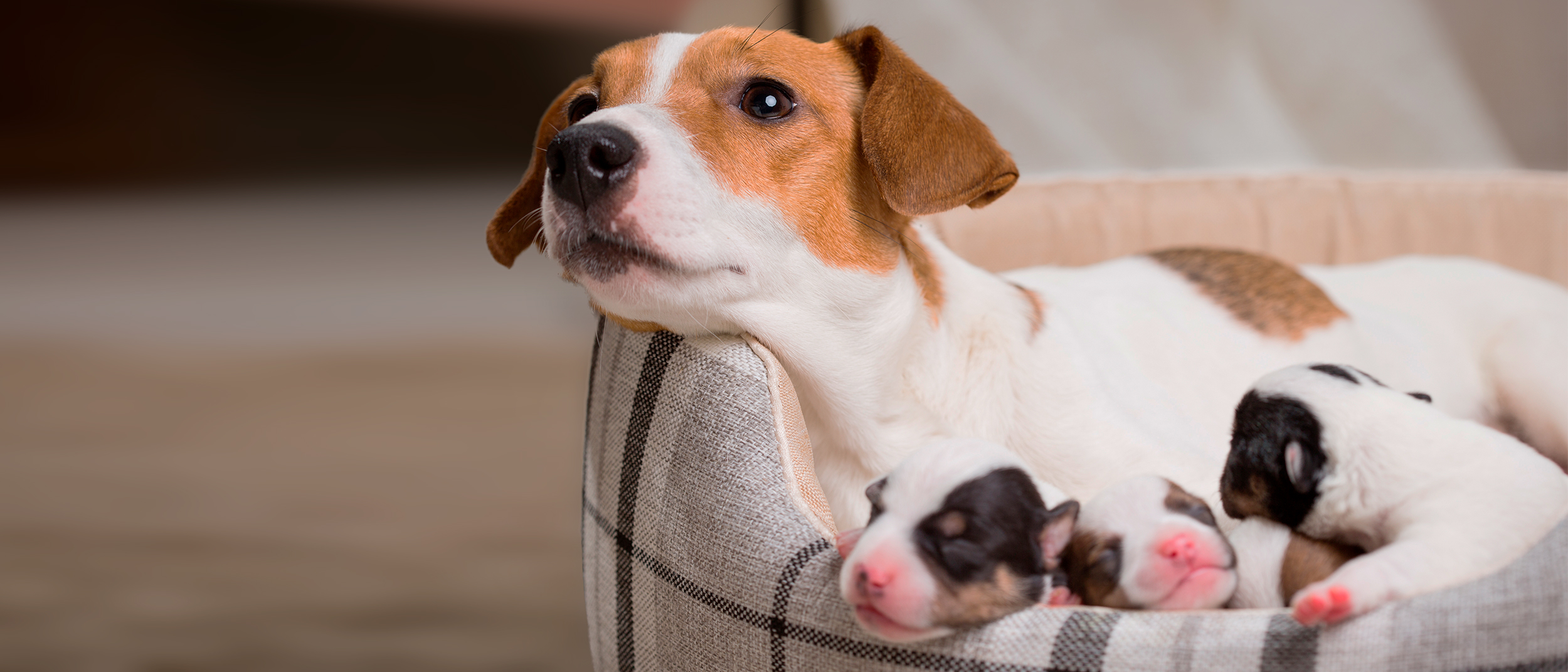 Adult Jack Russell lying down in a dog bed with her newborn puppies.