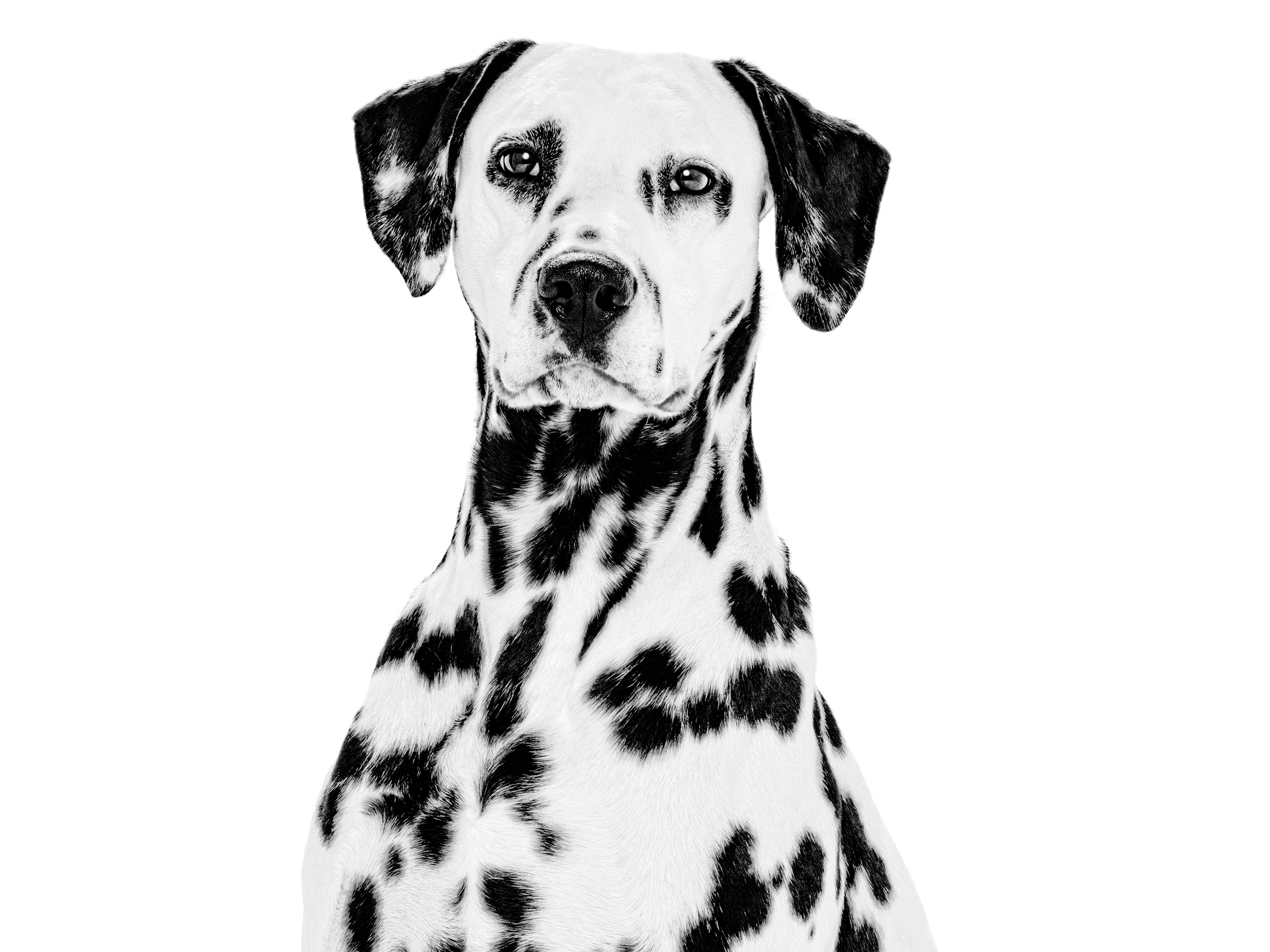 ภาพขาวดำของสุนัขโตเต็มวัยพันธุ์ดัลเมเชียน