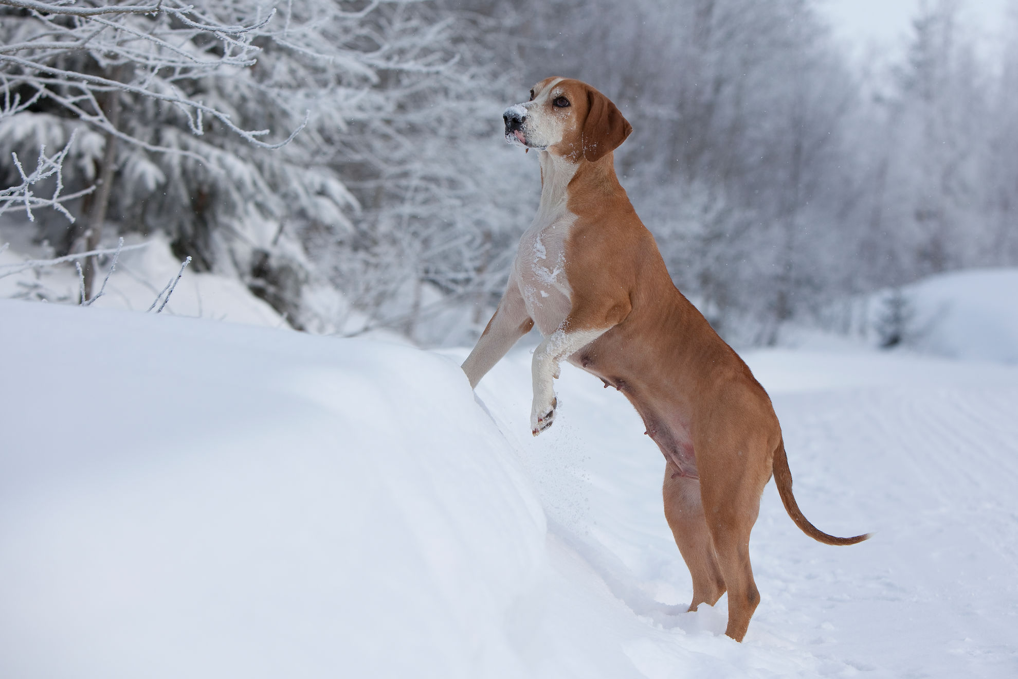 Как помыть собаку, если она боится воды? | Royal Canin