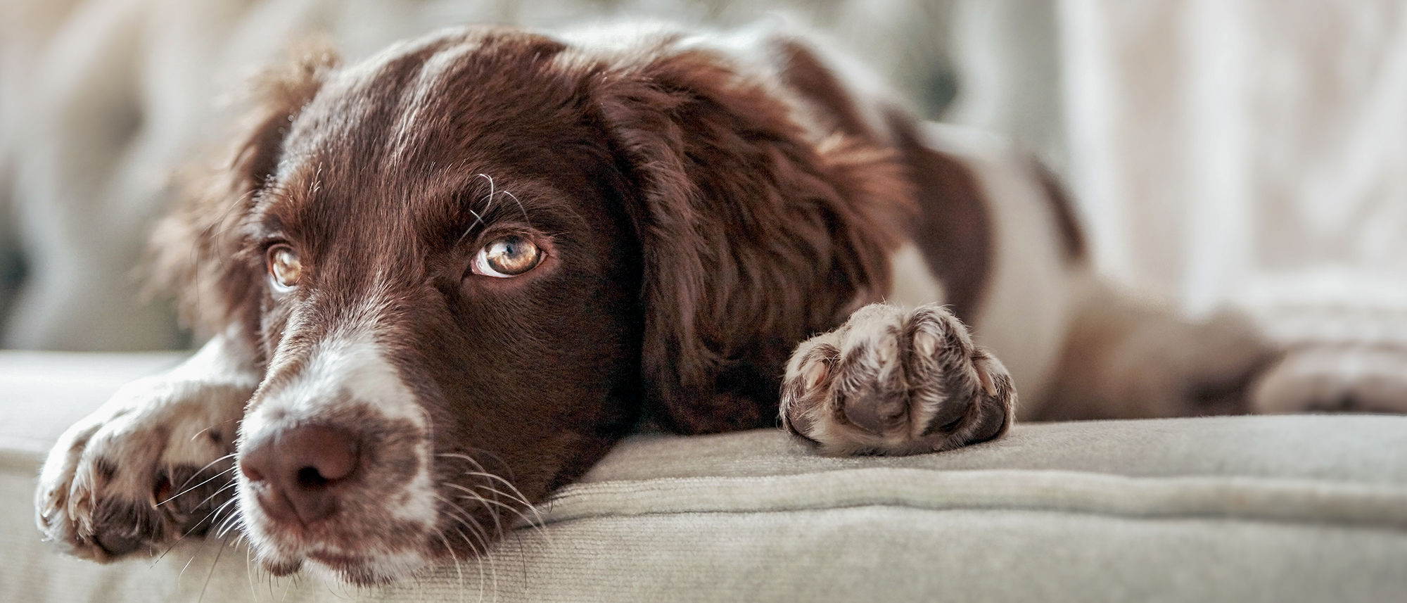 Brown dog is peacefully luying on the couch