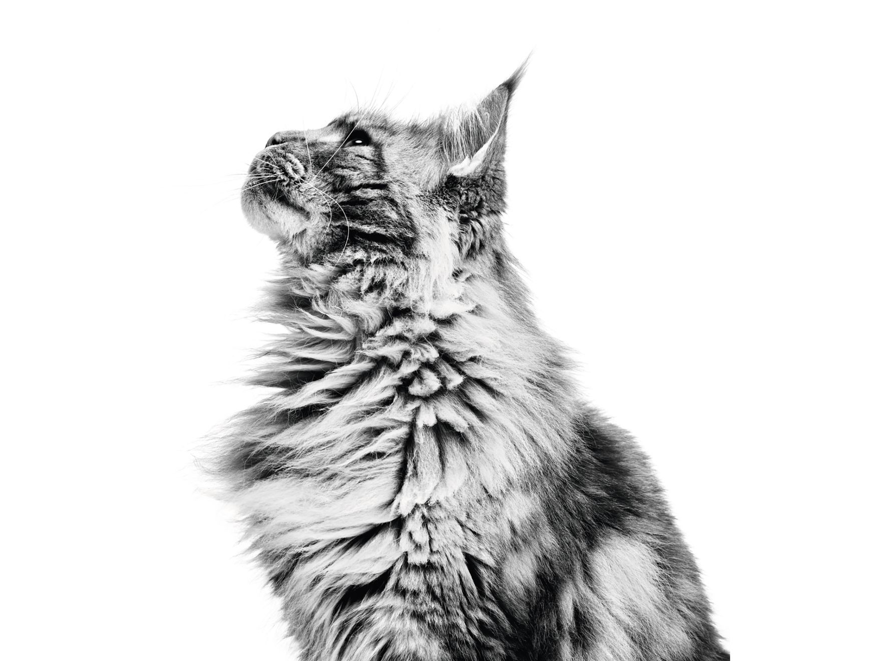 Maine Coon adult sitting in black and white on a white background