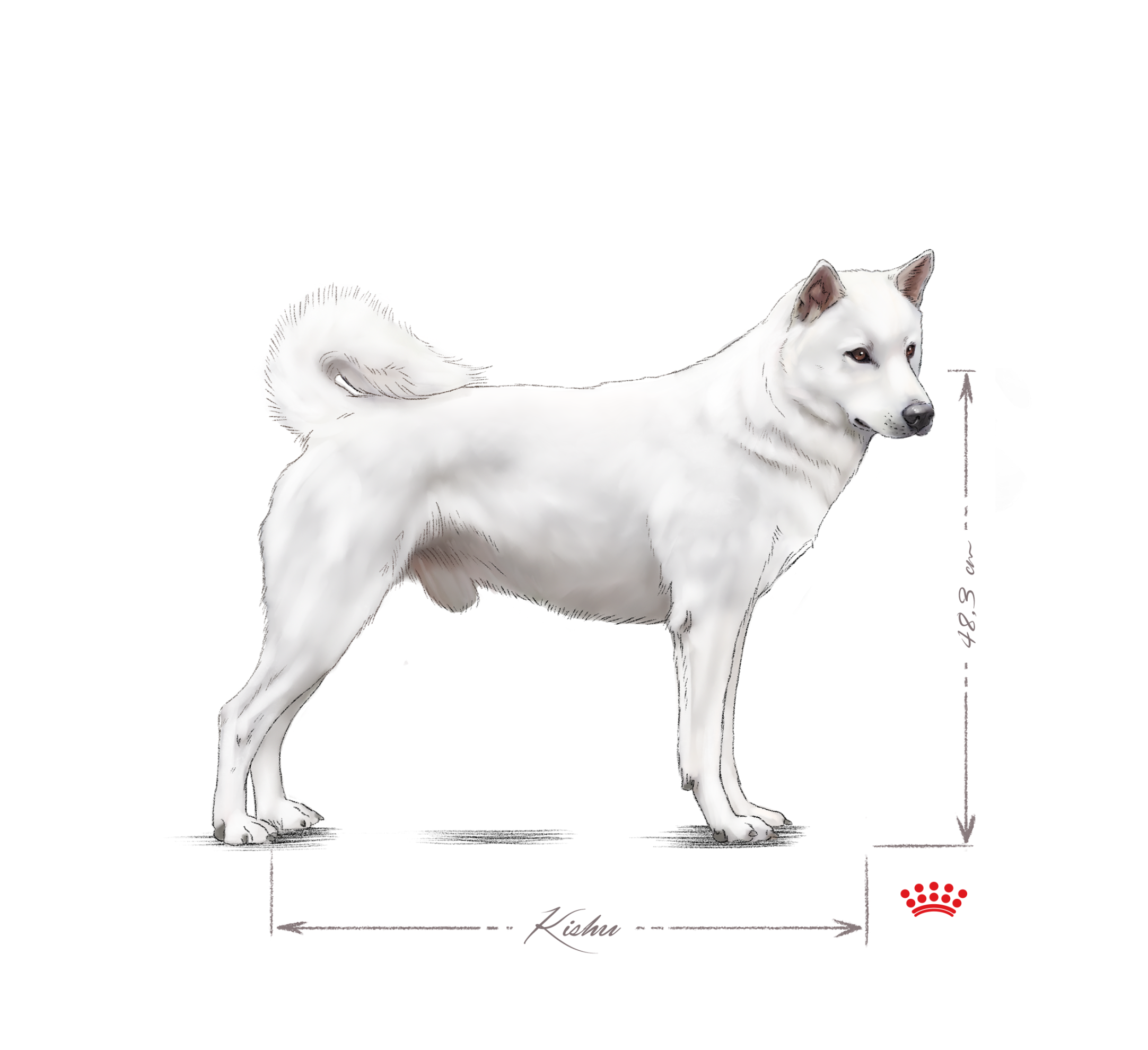 Kishu adult black and white