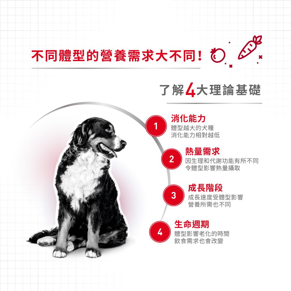 Medium adult | Royal Canin