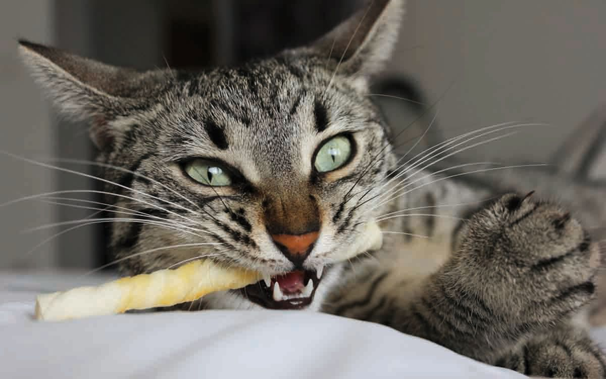 Un chat qui dispose d’un aliment à mâcher utilisera principalement ses prémolaires pour mastiquer