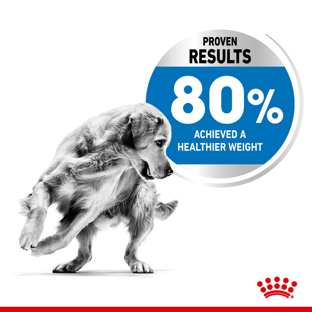 Royal canin healthy clearance weight