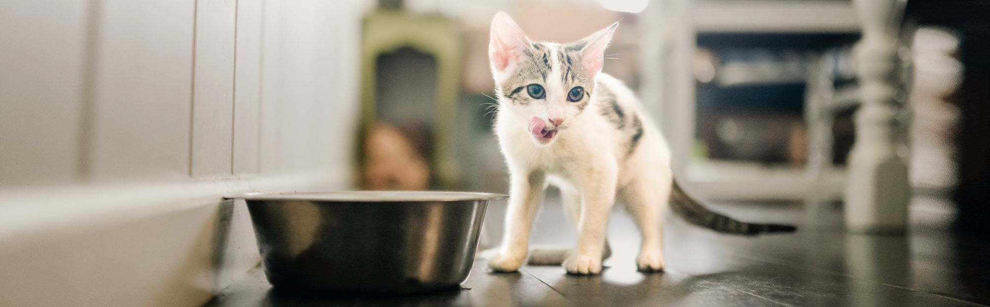 Gatito en el interior de una casa lamiéndose los labios junto a un comedero de acero inoxidable