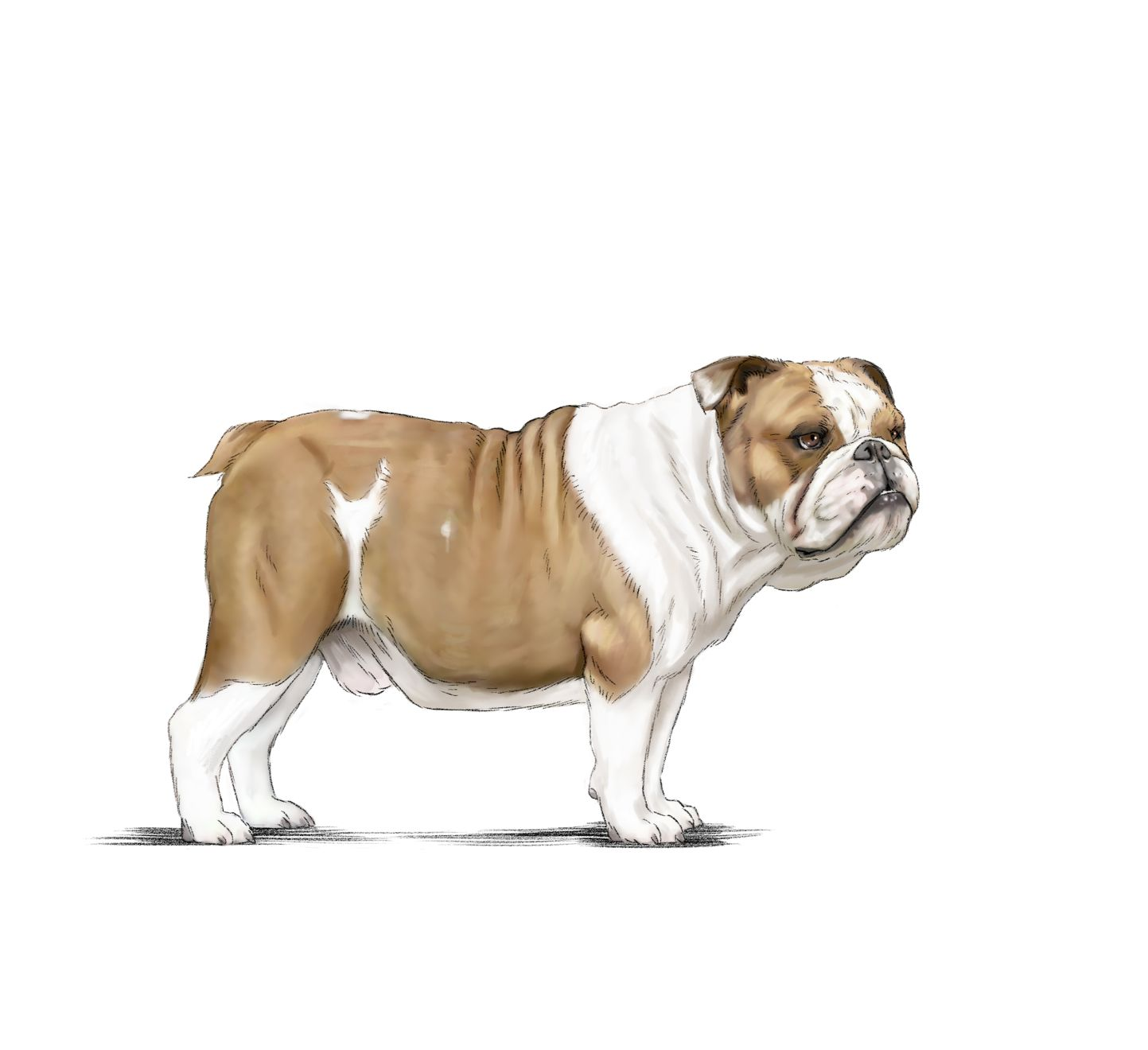 Illustration of beige and white bulldog