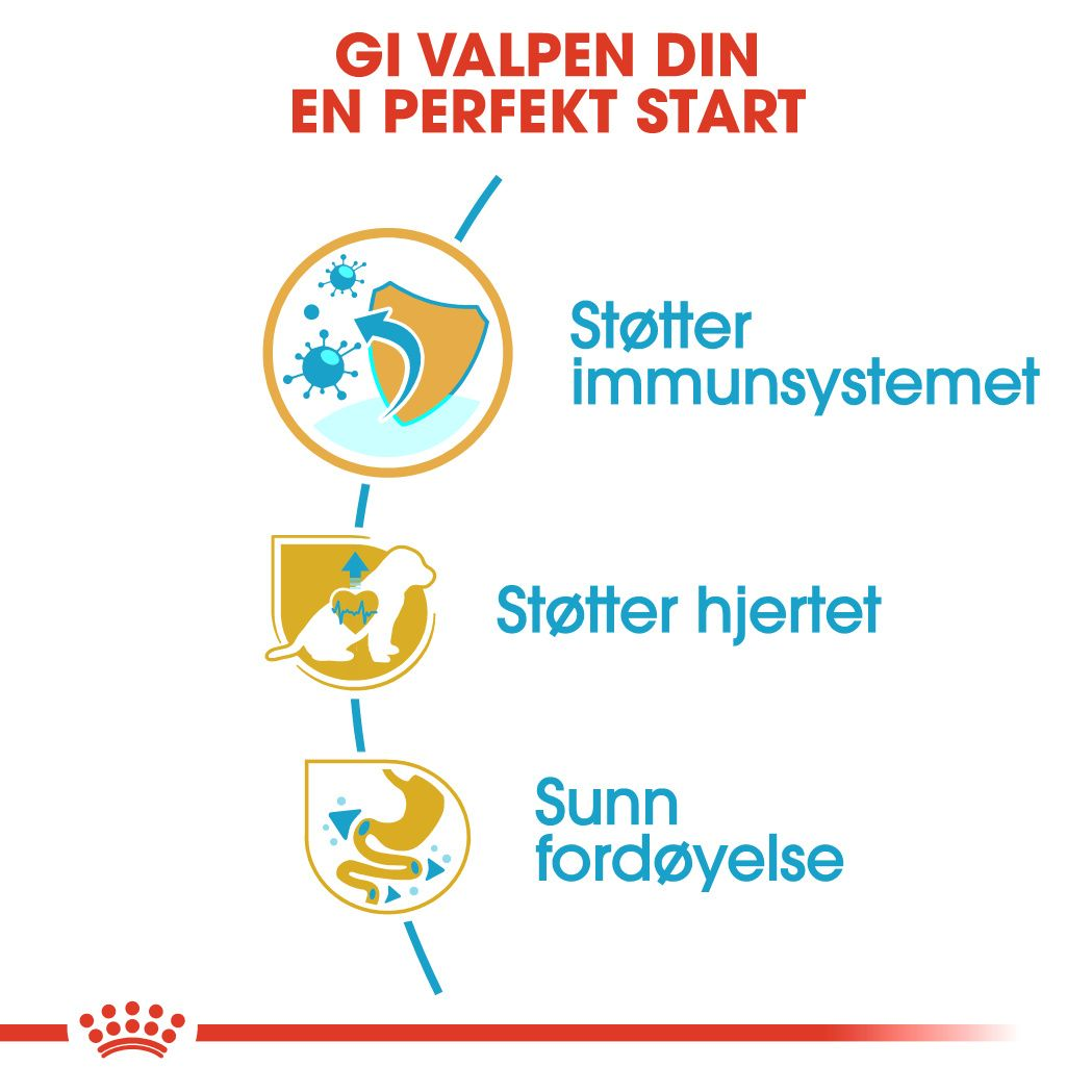 Cavalier King Charles Puppy